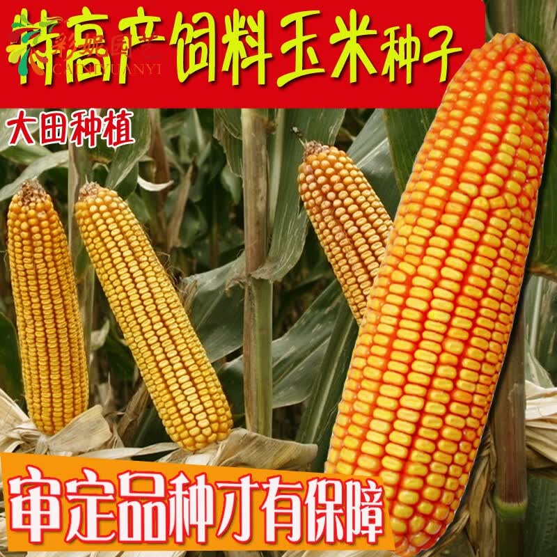 大田县县长如何通过直播带货为当地农产品代言?